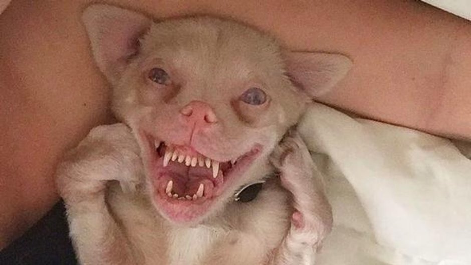 Собака похожая на летучую мышь