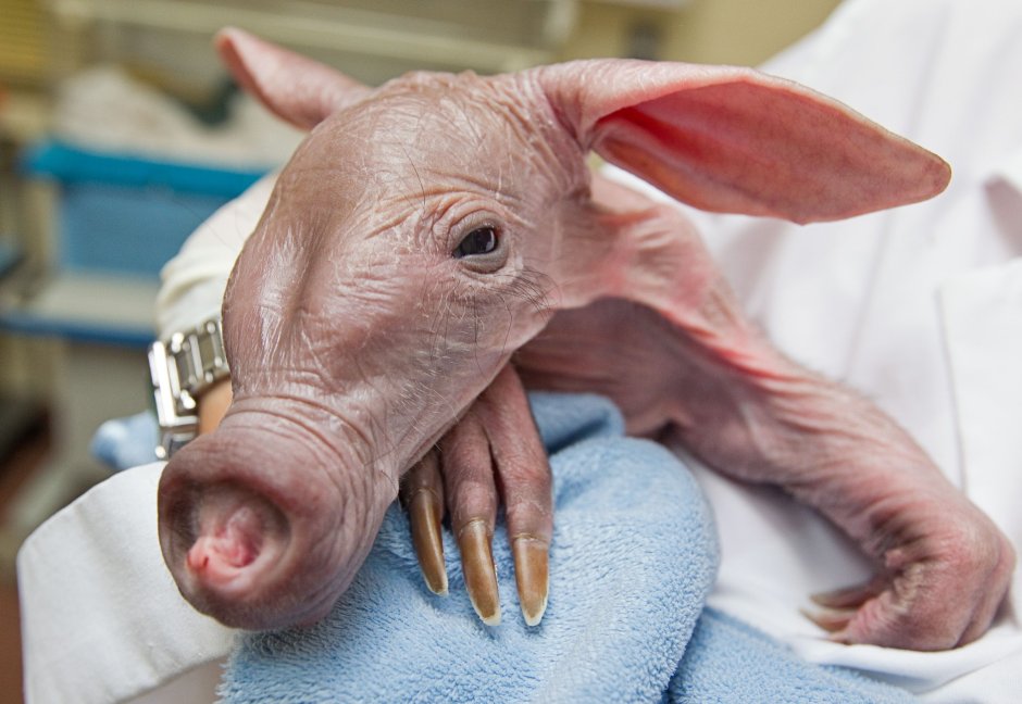 Трубкозуб новорожденный