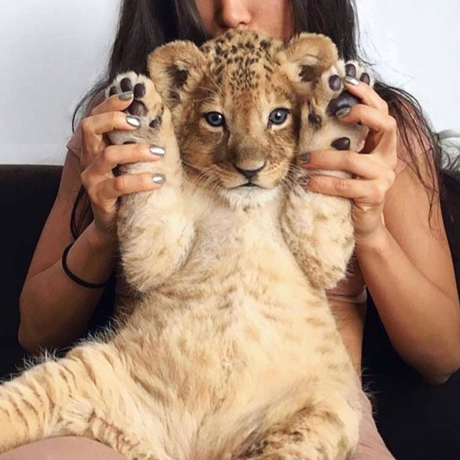 Фото в Инстаграм животные