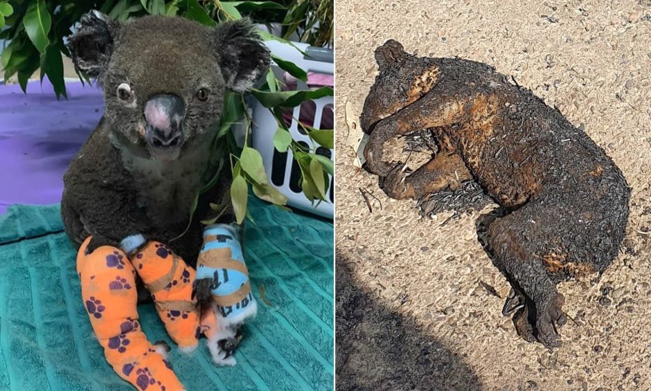 Обгоревшие животные в Австралии