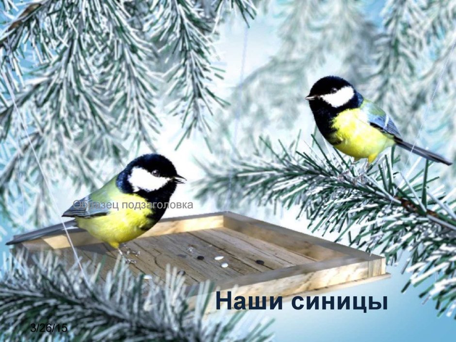 Зимующие птицы синица для детей