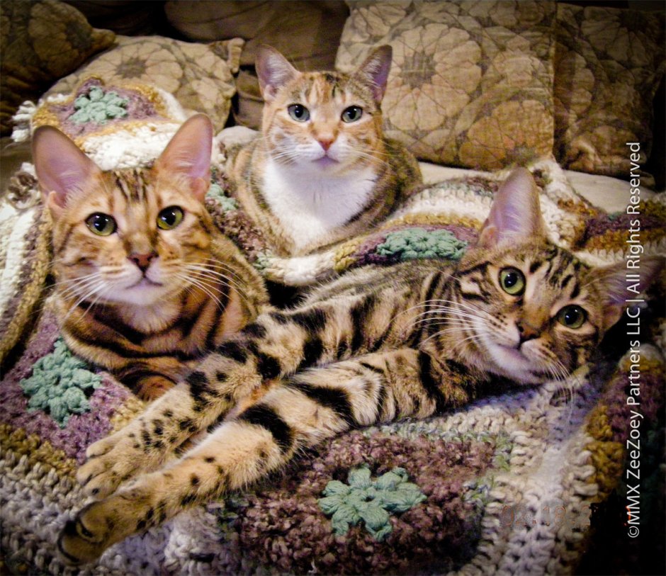 Кошка Миа