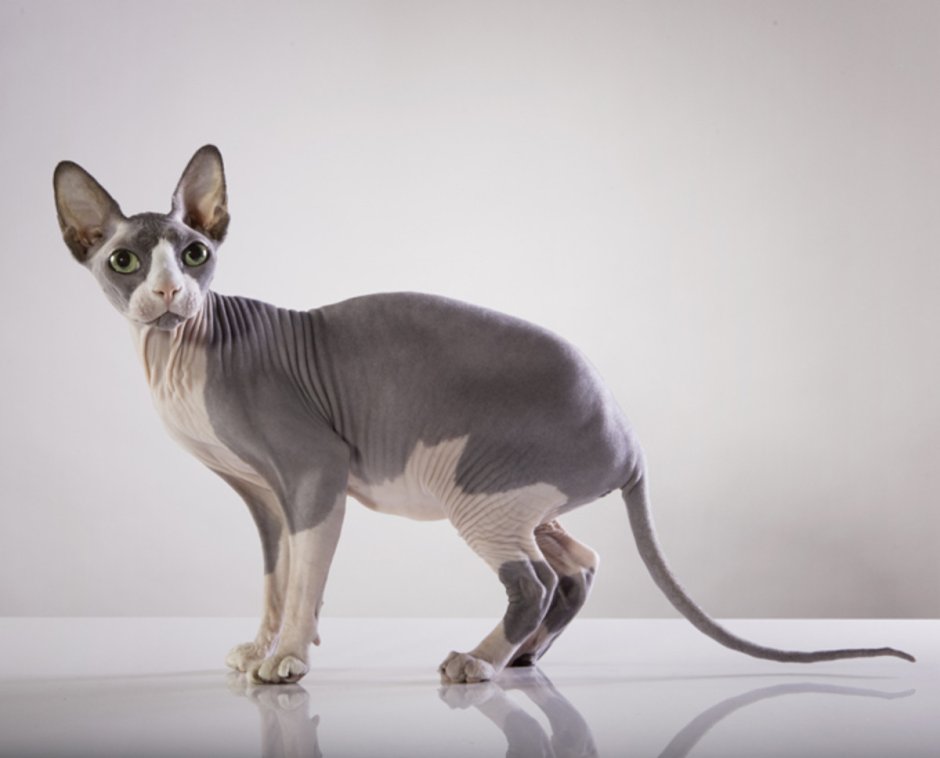 Sphynx Cat