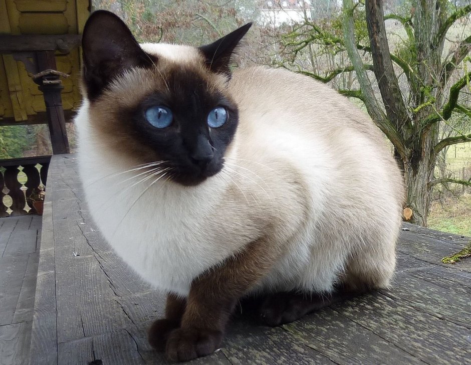 Сиамская кошка большая