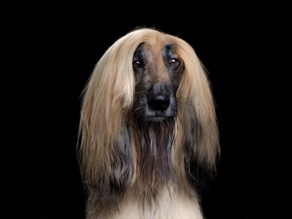 Афганская борзая CACIB
