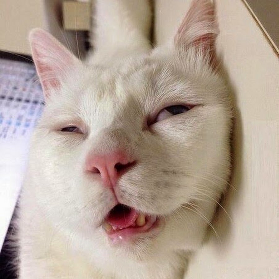 Кот закатил глаза