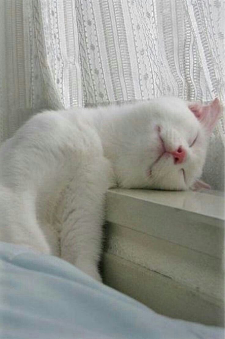 Белые спящие коты