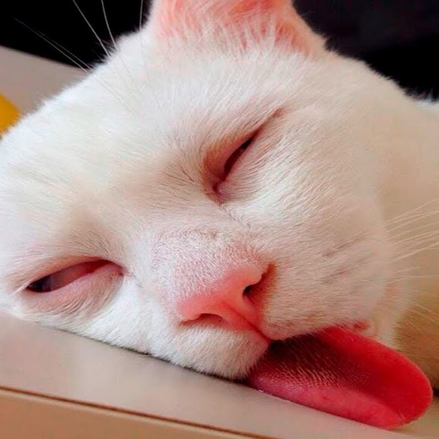 Уставший котик