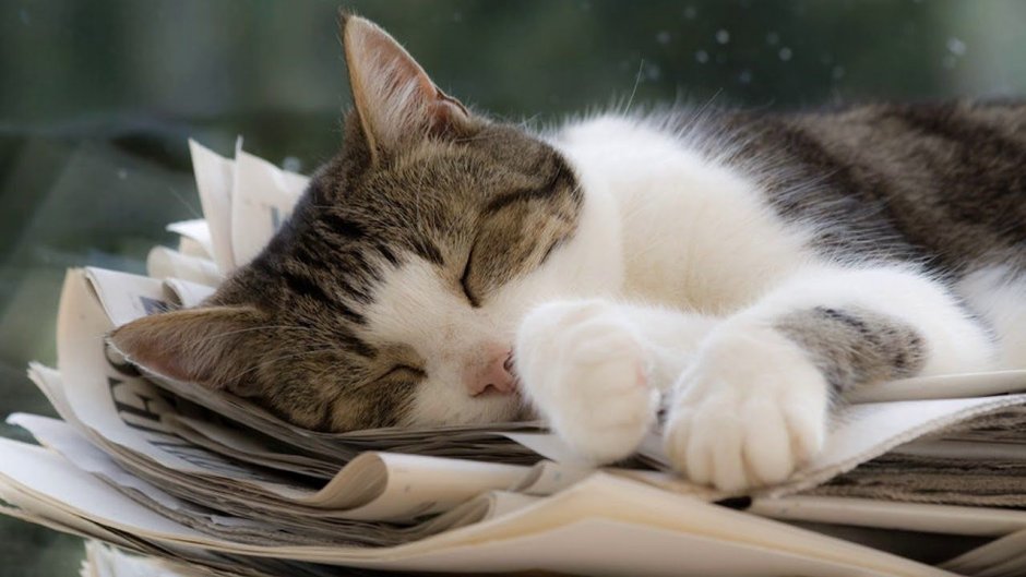 Уставший кот