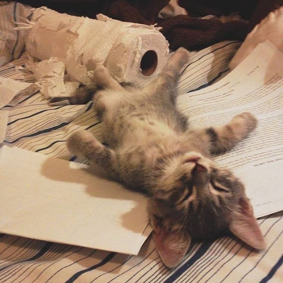 Котенок устал