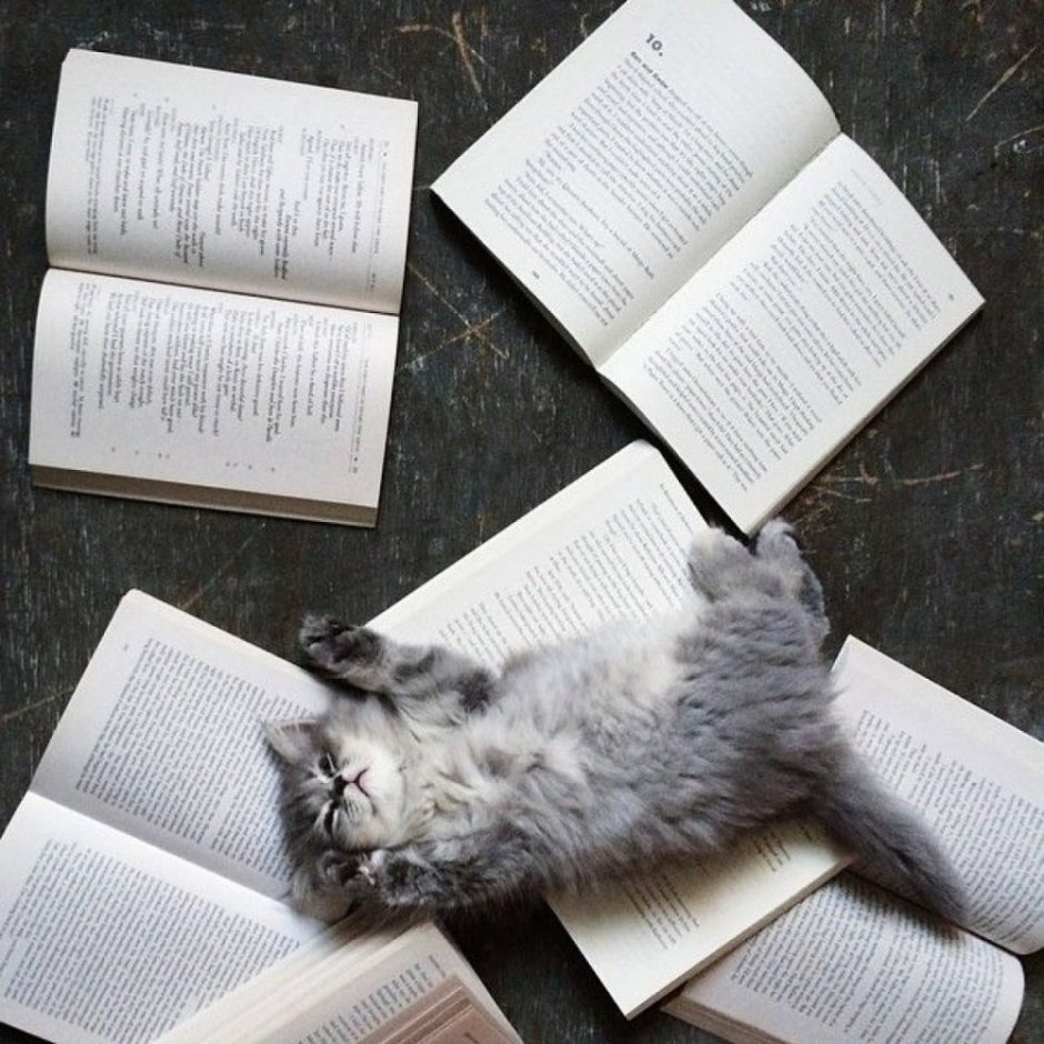 Кот спит на книгах