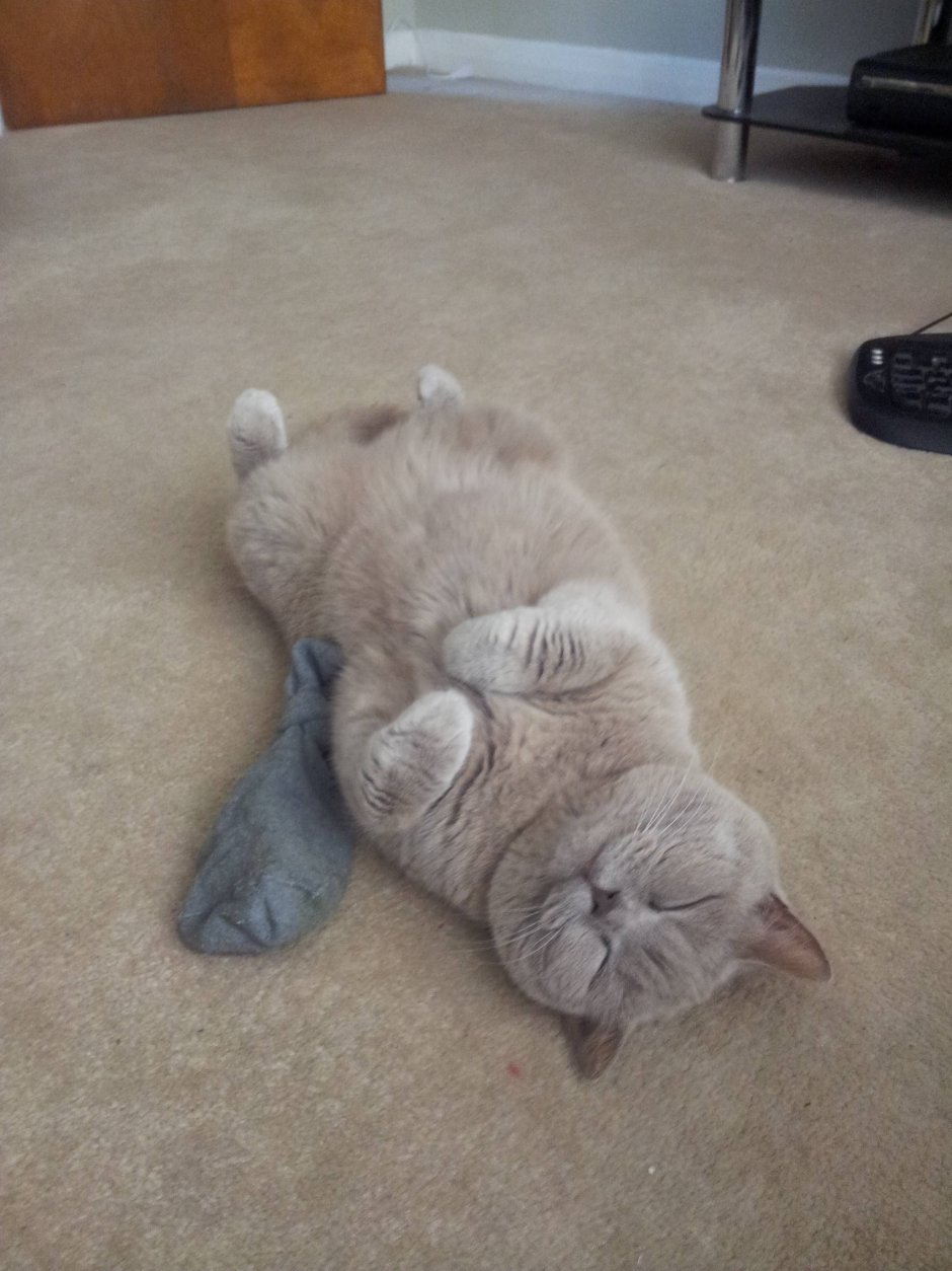 Спящий кот прикол