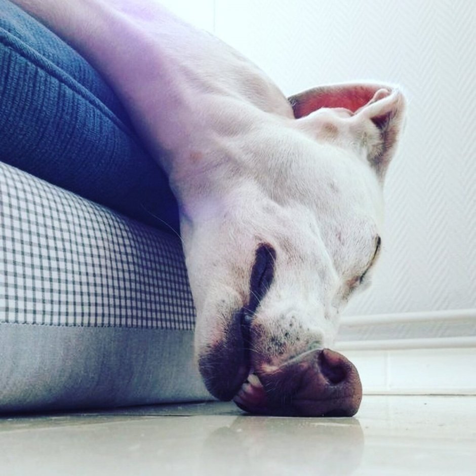 Уставшие животные прикольные