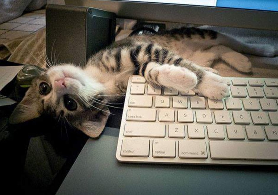 Уставший кот