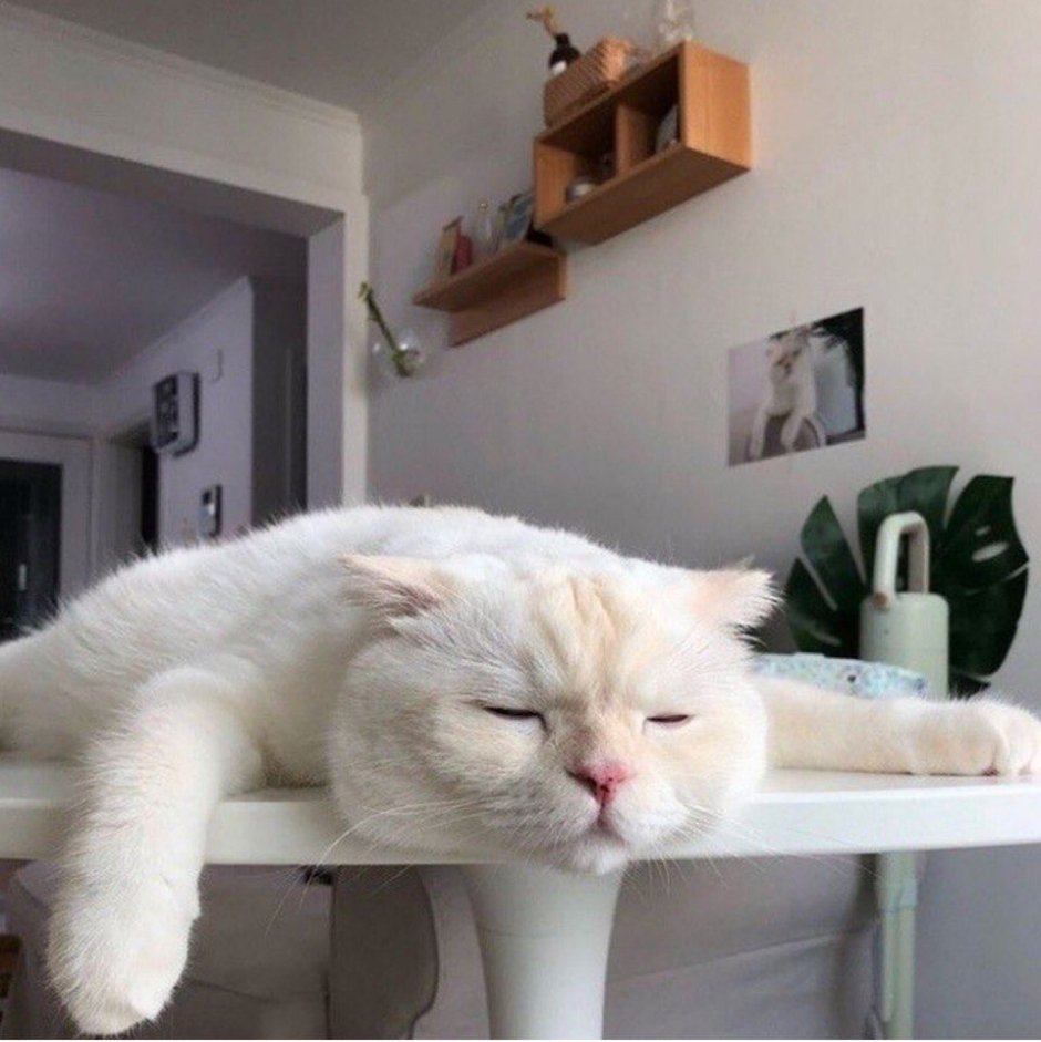 Кот ленится