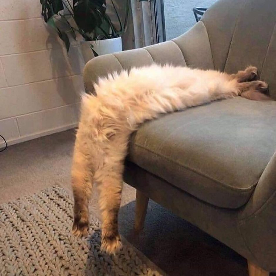 Кот расслабился