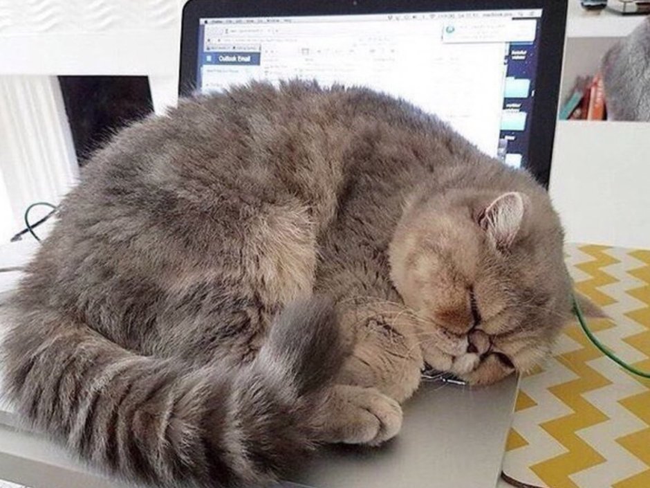 Уставший кот фото