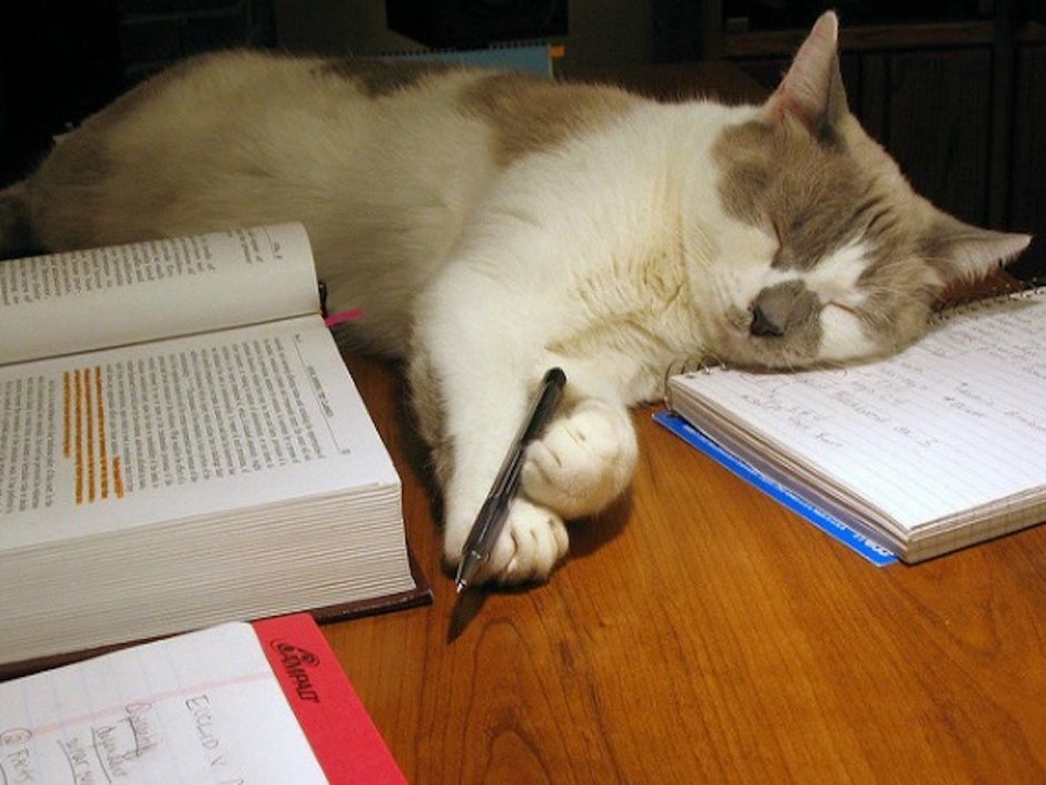 Котик за учебой