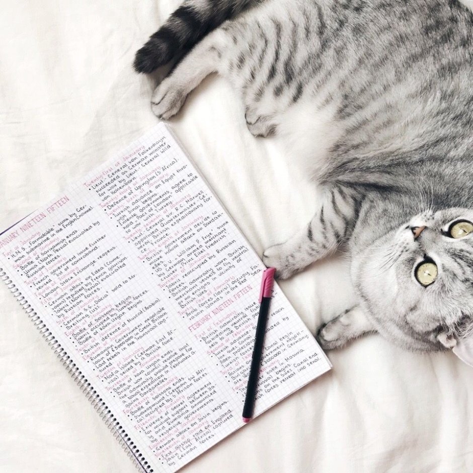 Котик с книжкой Эстетика