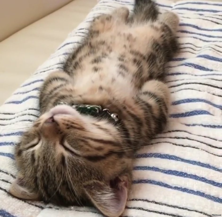 Уставший котик