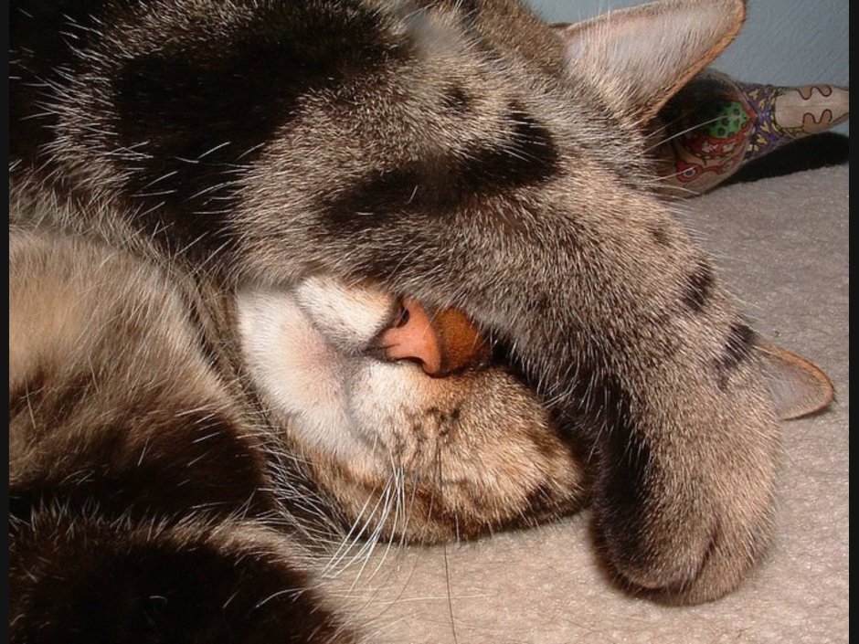 Спящие коты смешные