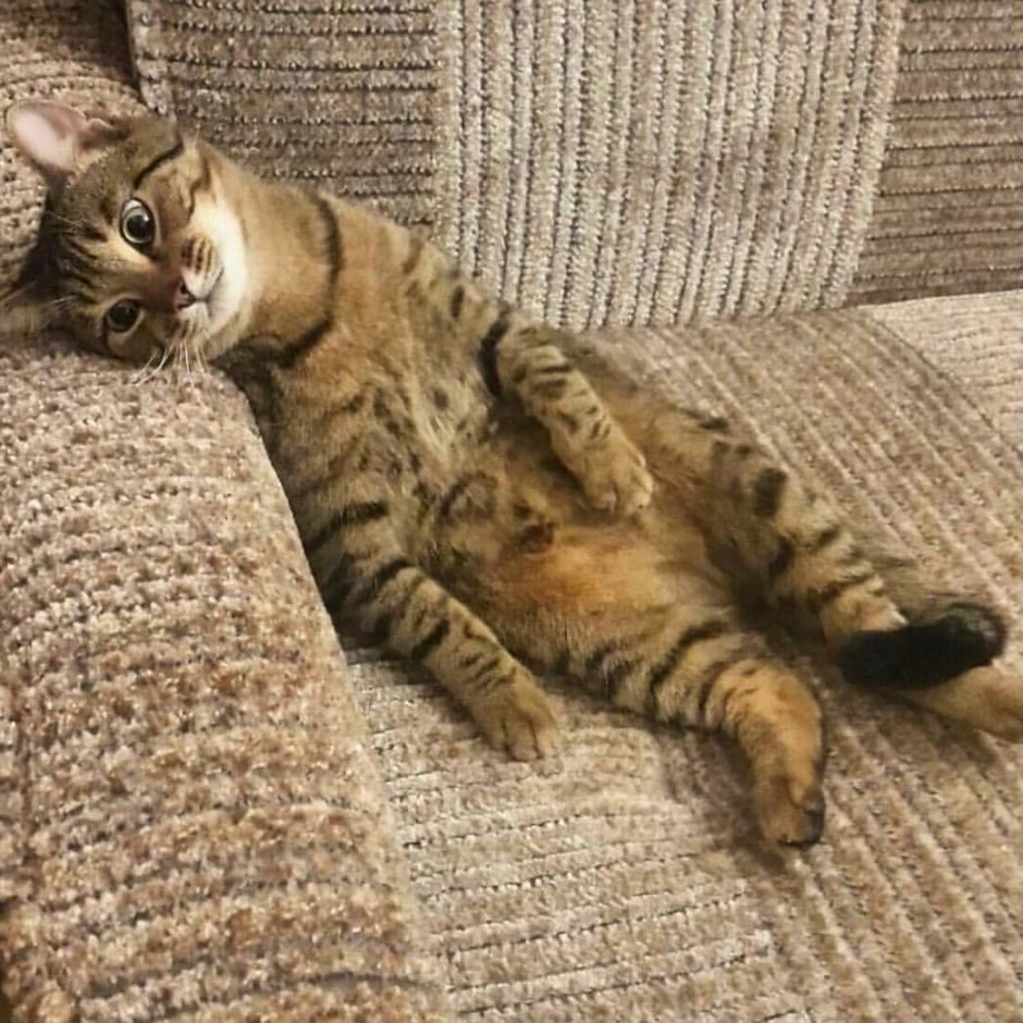 Уставший кот