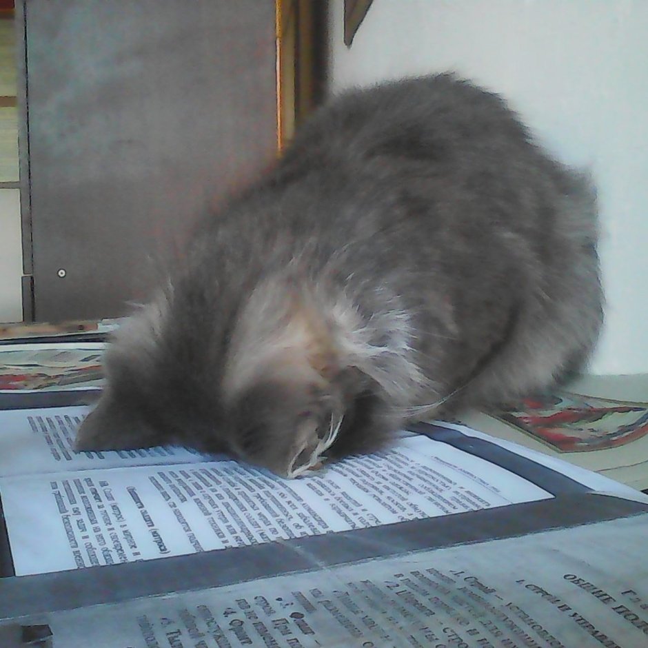 Уставший котенок