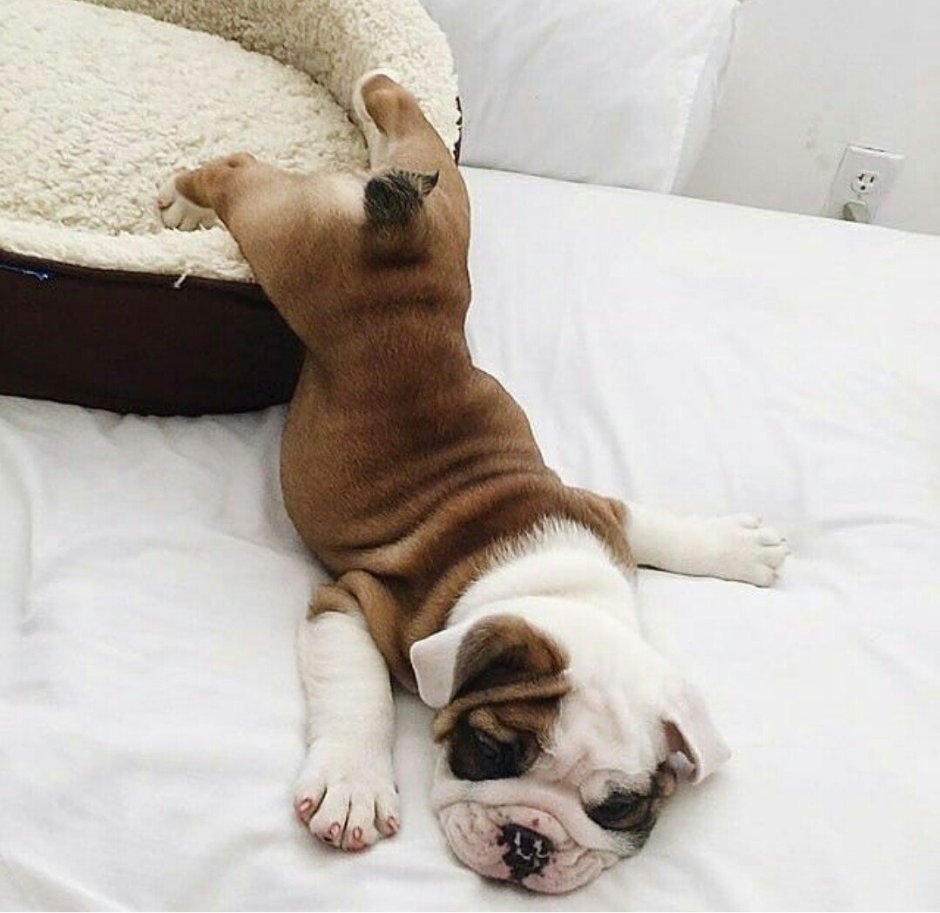 Спящие животные смешные