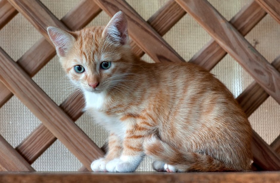 Серо рыжий котенок
