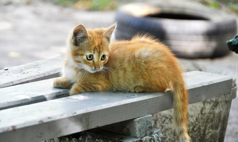 Рыжий котенок уличный