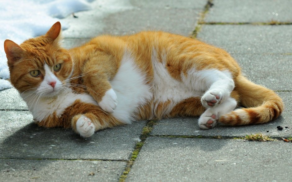 Лежачий рыжий кот