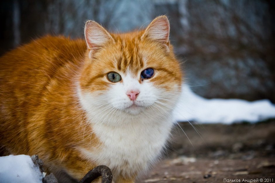 Рыжая кошка с белой грудкой