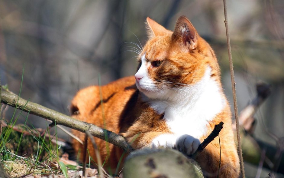 Котики рыжие с белым