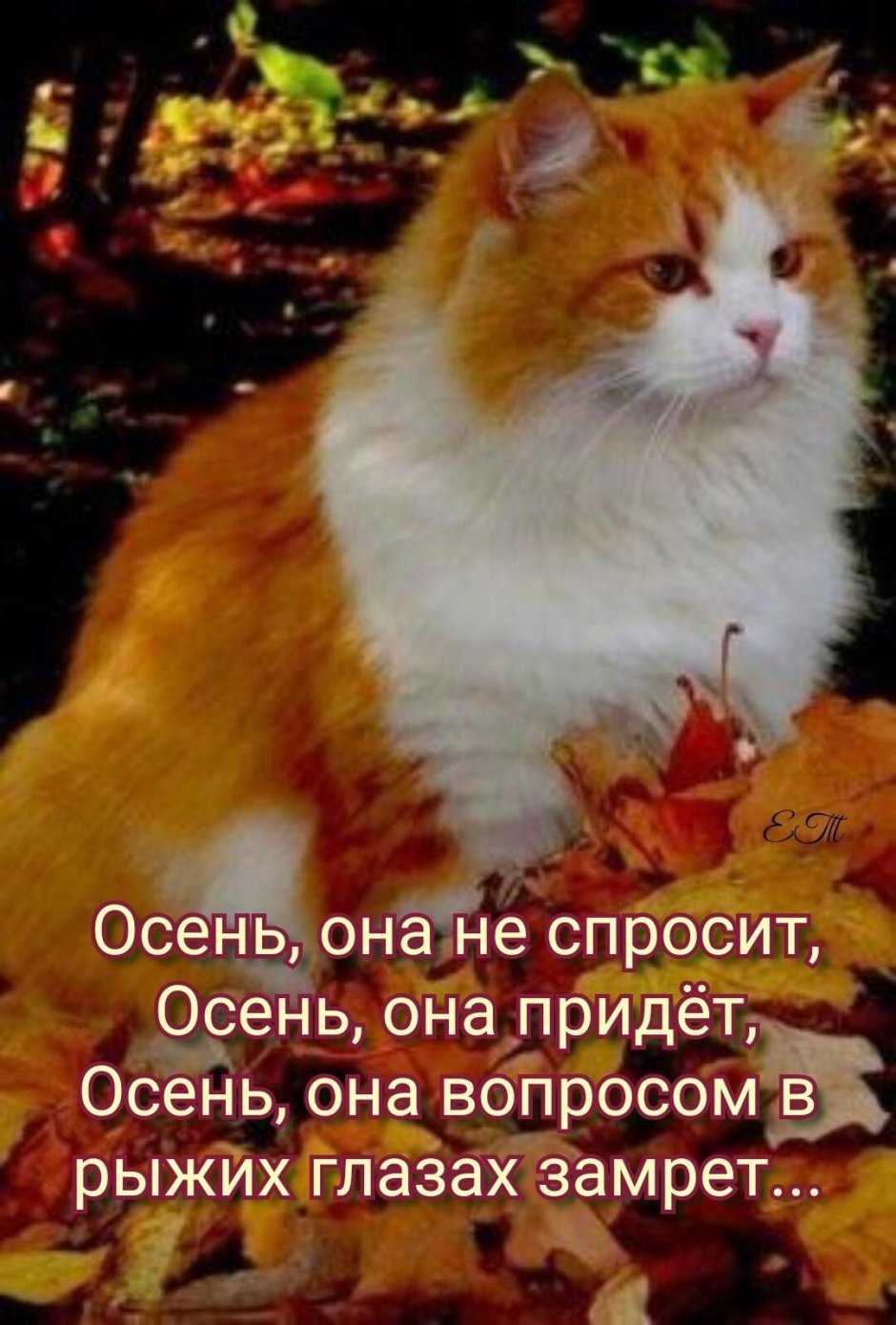Кошка осень