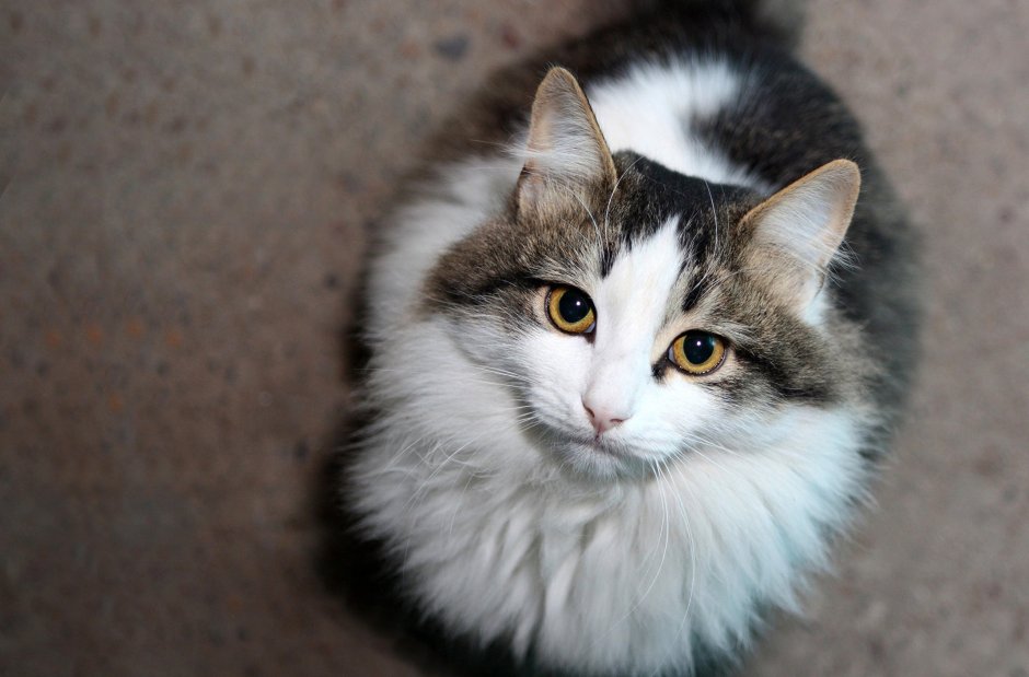 Сибирский кот серо белый