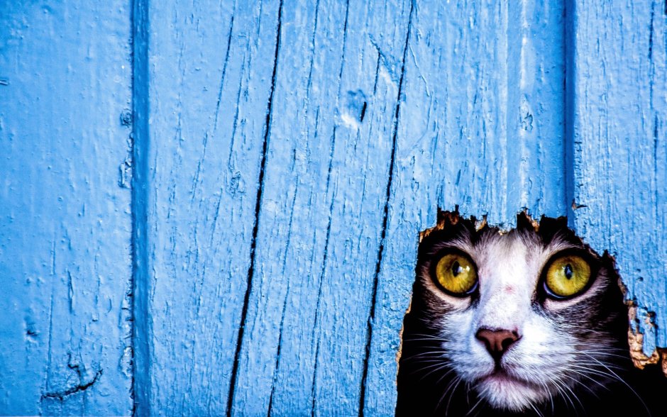 Кот выглядывает из-за угла
