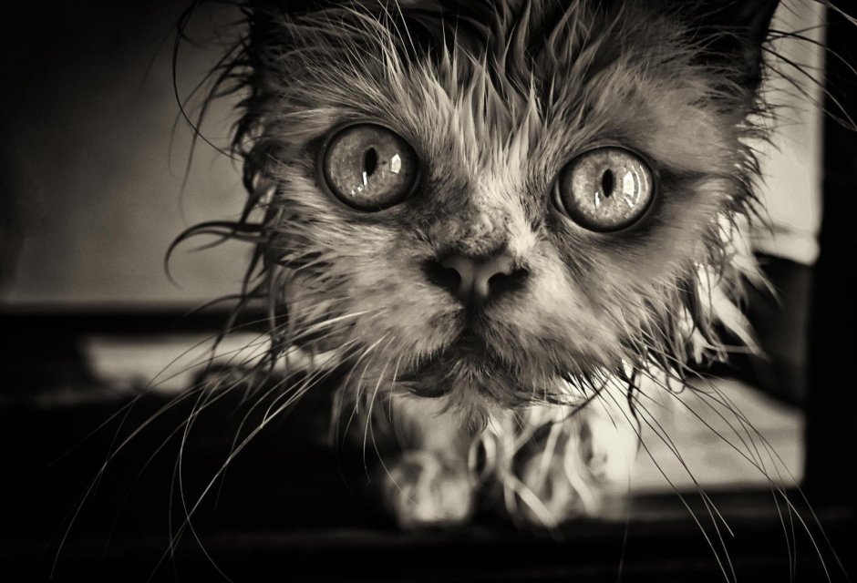 Потрепанная кошка