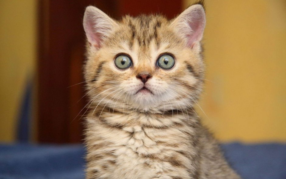 Испуганный кот