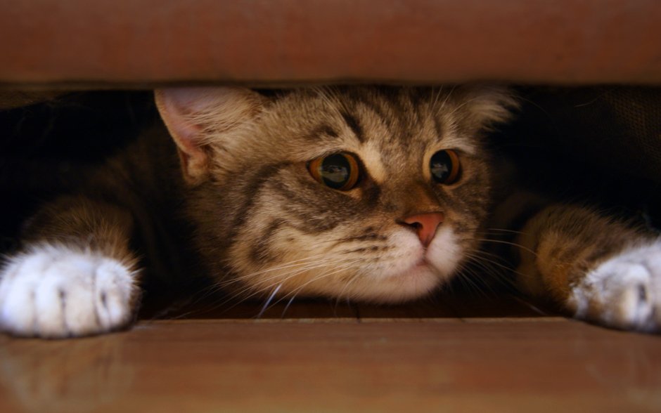 Котик прячется