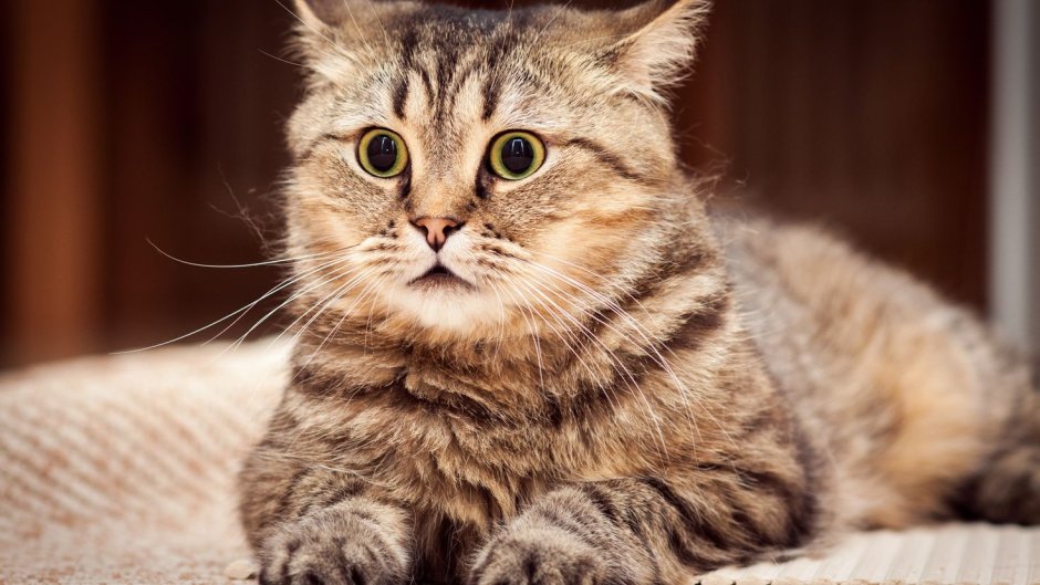 Котики смешные