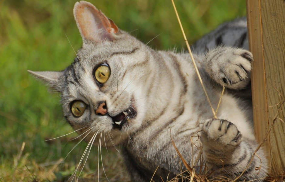 Котик пугает