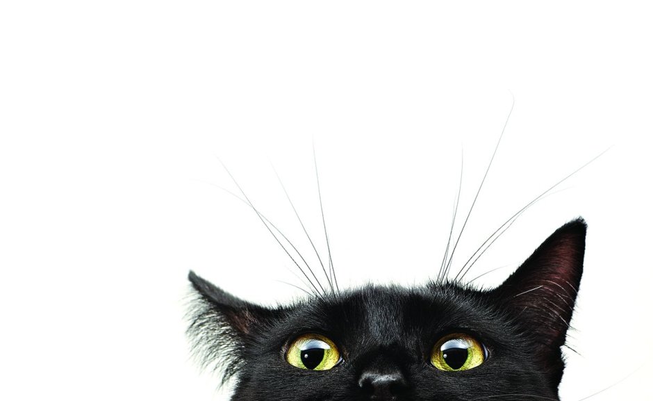 Кот выглядывает