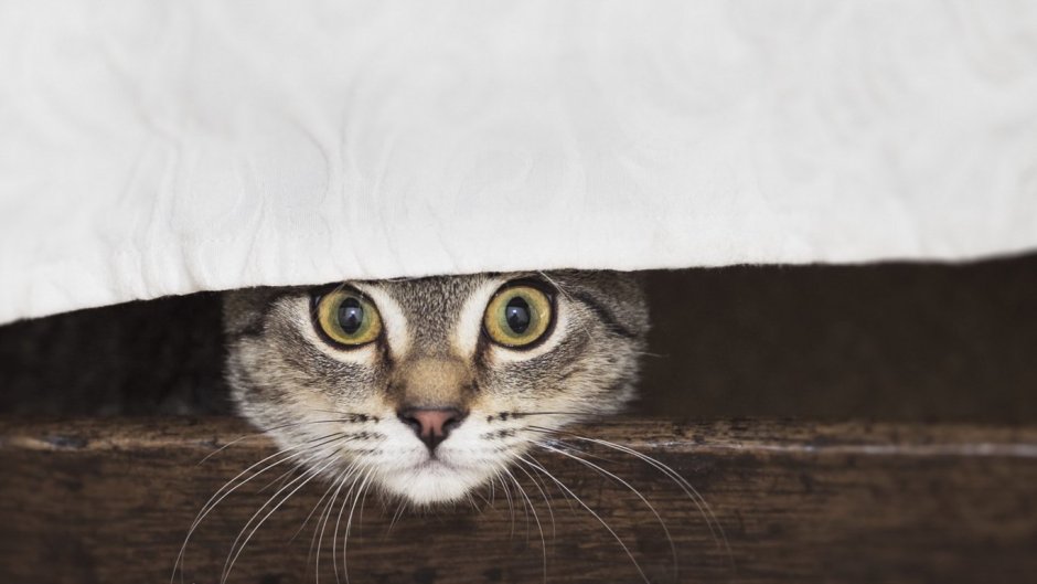 Кот выглядывает