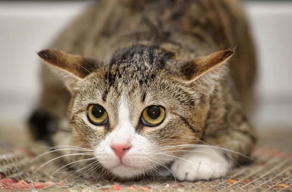 Перепуганная кошка