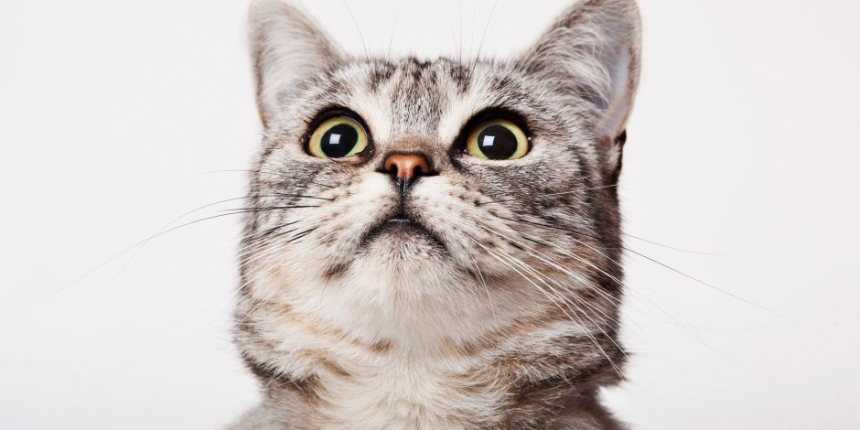 Удивленный шотландский кот