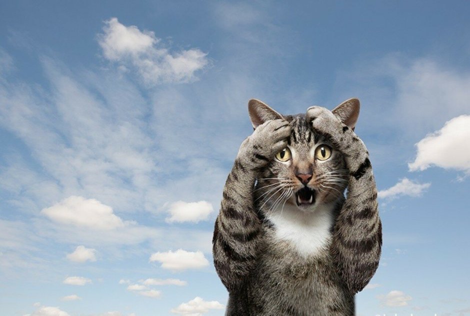 Офигевший кот