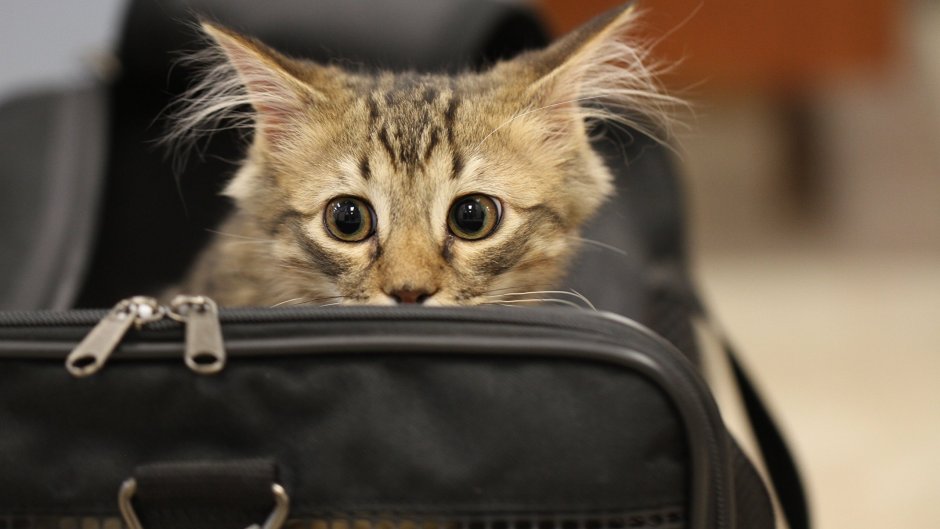 Фото котенка бредущего по шоссе