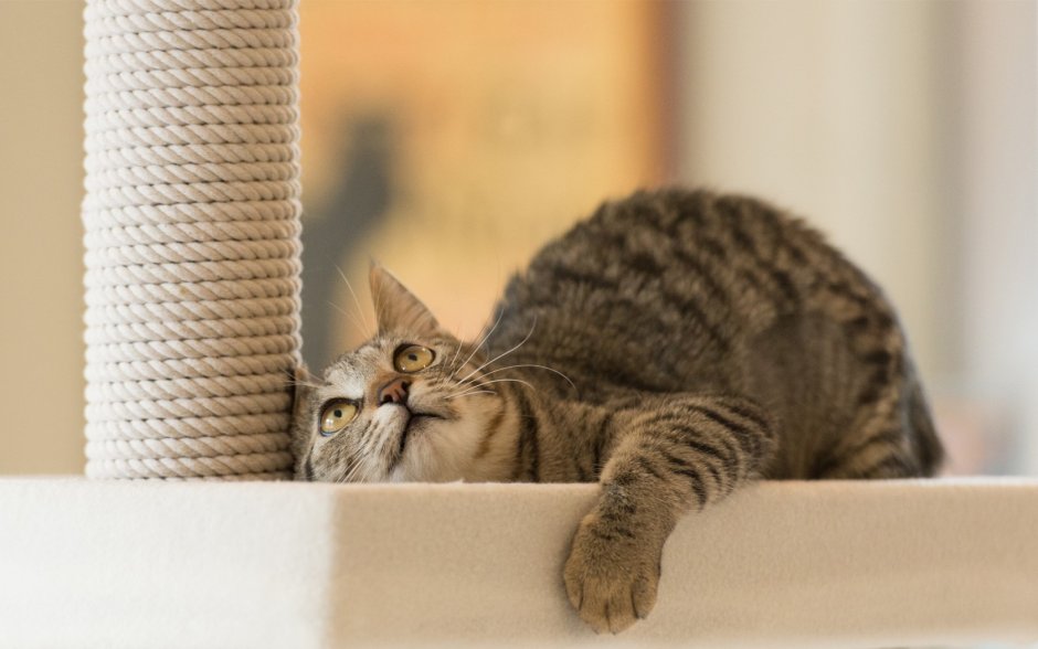 Кошка с когтеточкой