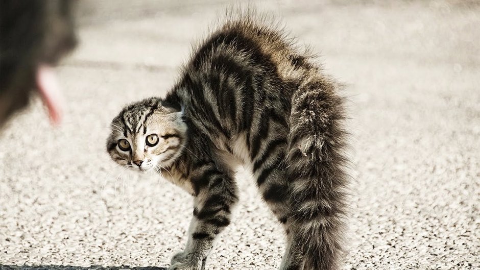 Кот выгнул спину