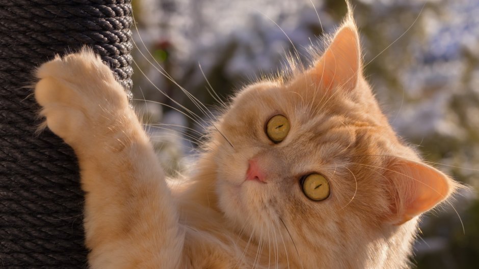 Рыжая кошка